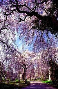しだれ桜は枝が垂れ下がった桜です を英語でいうとなんといいますかよろし Yahoo 知恵袋