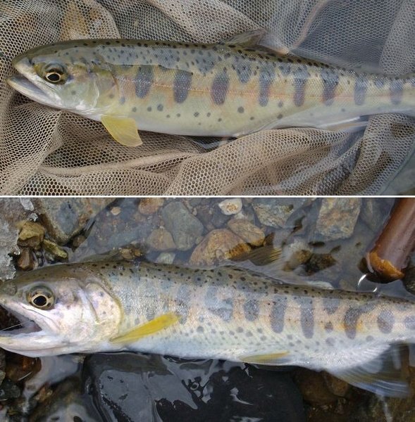 渓流魚で天然魚と養殖魚の違いはどうやって見分けるのでしょうか よく釣 Yahoo 知恵袋