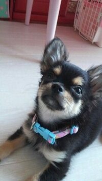 ロングチワワを購入したいと考えているのですが 画像の子のよう Yahoo 知恵袋