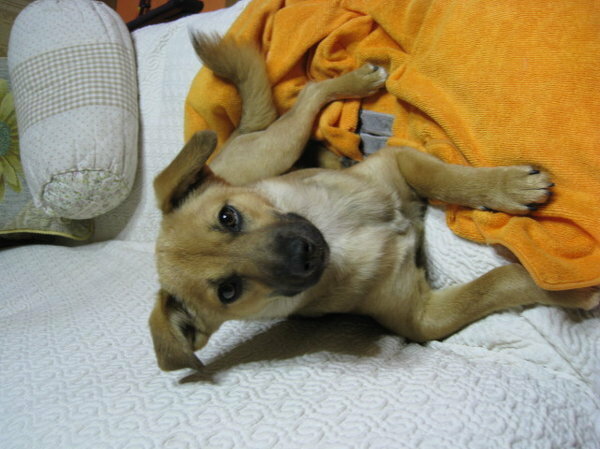 生後6か月のポメラニアンの本気噛み 生後6か月の子犬の噛 Yahoo 知恵袋