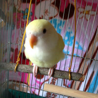 コザクラインコを飼ってみたいと思うのですが 小鳥ちゃんに懐い Yahoo 知恵袋