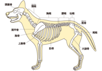 犬の背骨の事で教えてほしいです 犬の背骨って 触ると等間隔でポコポコ突起 Yahoo 知恵袋