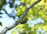 鳥のしっぽみたいのは何の役割してますか まずあれはしっぽと Yahoo 知恵袋