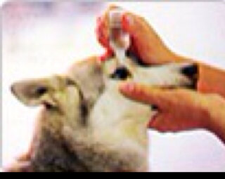 犬の目薬についてトイプードルですが 目やにや涙やけが気になり Yahoo 知恵袋