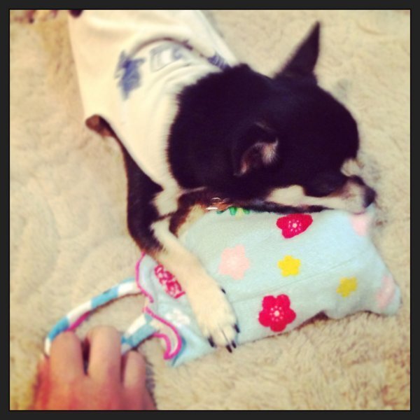 おもちゃで遊ばない犬と 楽しく遊ぶ方法を教えてください 飼っているのは Yahoo 知恵袋