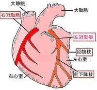 心臓の心筋に 酸素や栄養素を送る 供給 血管はどの血管なのでしょうか Yahoo 知恵袋