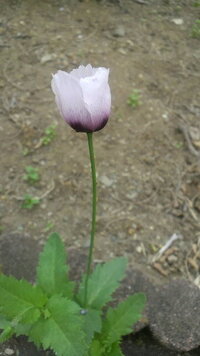 アツミゲシってどういう花なんですか あまりよくない花だと聞きました 知ってる方 Yahoo 知恵袋