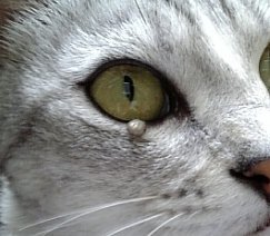 最近、猫の目のふちに茶色のほくろみたいなものができていました 