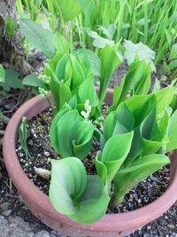 スズランの花を沢山咲かせる方法を教えて下さい ３年前から植木 Yahoo 知恵袋