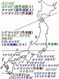 ヤマトヌマエビが生息している神奈川の場所を教えてください 残念 Yahoo 知恵袋