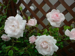 日陰に強い薔薇をおしえてください 北側壁面につる薔薇を植えたいのです Yahoo 知恵袋