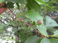 桜って実ないんですか どうやって繁殖しようとしてるんですか 桜にも種 Yahoo 知恵袋
