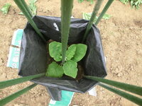 畑で肥料袋をかぶせたのを見ました 風よけ寒さ対策ですか 今だと どのような野 Yahoo 知恵袋