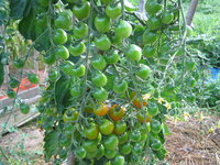 ミニトマトのわき芽摘みは必要か不要か ミニトマトを45センチ間隔で Yahoo 知恵袋