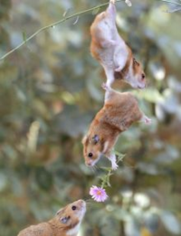 ゎ ゃ などの小文字の使い方について質問です よくメール Yahoo 知恵袋