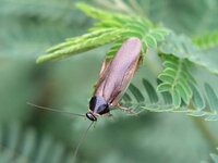 ゴキブリの雑学を教えてください 教えて 住まいの先生 Yahoo 不動産