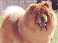 私は最も見た目がライオンに似ている犬の犬種はゴールデンレトリバーだ Yahoo 知恵袋