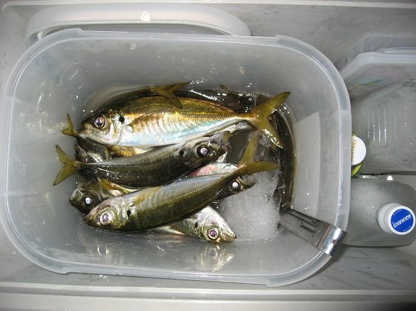 釣った魚をクーラーボックスとかに入れると洗っても臭いが残ってなかな Yahoo 知恵袋