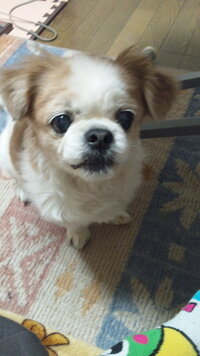 初めて犬を飼いました ビーグルと柴犬の雑種です たくさん産まれてしまい Yahoo 知恵袋