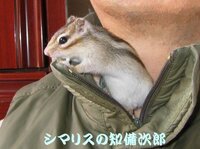 3月に飼ったシマリスなんですが とても 糞やおしっ Yahoo 知恵袋