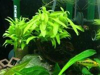 水草のおもりについて 今水槽におもりをつけてﾊｲｸﾞﾛﾌｨﾗ Yahoo 知恵袋