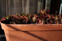 プランターの花株数について 3 5寸のアイビーゼラニウムを45 Yahoo 知恵袋