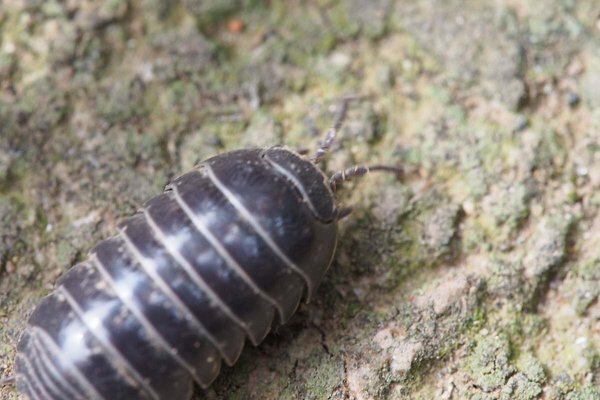 ダンゴムシを食べる生き物をできるだけ多く教えてください アリの一種がダン Yahoo 知恵袋