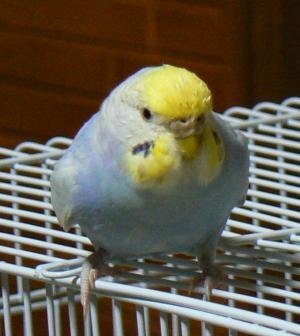 ｾｷｾｲｲﾝｺに詳しい方雌ｲﾝｺを飼って2年目になるんですが 雛から育て Yahoo 知恵袋