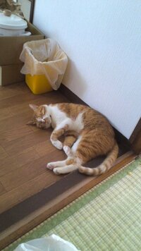 猫って去勢した後性格が変わると聞いたのですが本当ですか 個体差はあると思 Yahoo 知恵袋