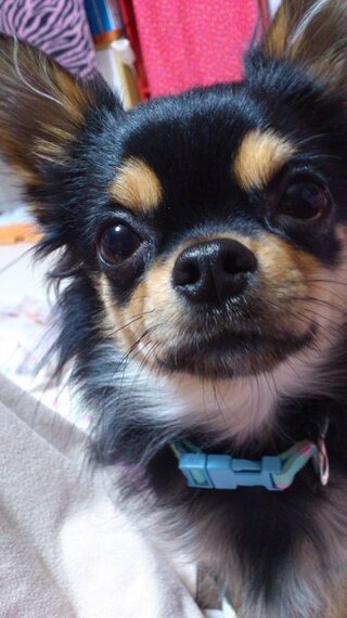 チワワとトイプードルどちらのほうが成犬になったとき 可愛い顔をしてますか また Yahoo 知恵袋