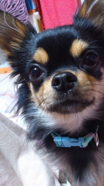 チワワとトイプードルどちらのほうが成犬になったとき 可愛い顔をしてますか また Yahoo 知恵袋