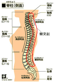 胸椎椎間関節症ですか 4日ほど前から何か動作をすると肩が痛くなりました そこか Yahoo 知恵袋