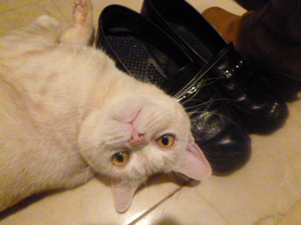 うちの猫は、私がお風呂から上がると足をカプッと咬みます。カプッなら 