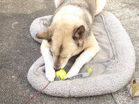 愛犬が くっつきぼう だらけになってしまいました 泣 Yahoo 知恵袋