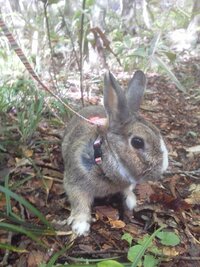 うさぎを 飼っています うさぎと 遊びたいのですが うさぎが好きなこと オ Yahoo 知恵袋