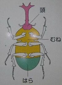 昆虫の頭部 胸部 腹部の定義について 昆虫は頭部 胸部 腹部に分か Yahoo 知恵袋