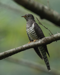 夜に聞こえる鳥 のような不気味な鳴き声がすごく気になります高い鳴き Yahoo 知恵袋