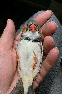 手乗りの鳥を飼いたいと思います インコ以外にしようと思っているの Yahoo 知恵袋