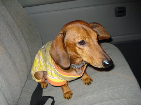 犬は好きだけど犬の鳴き声が苦手って変ですか 私は小さ