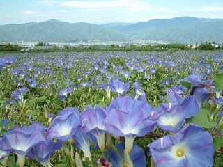 朝顔 地植え 支柱なし 誕生 日 ライン 友達