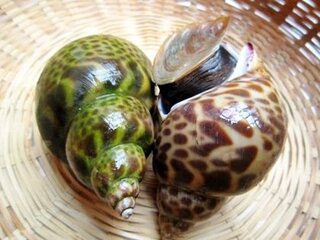イシダイってバイ貝でも釣れますか あとカンダイも 釣れるとしたら どう針に Yahoo 知恵袋