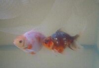 金魚を2匹飼っているのですが 1匹がもう1匹を尾びれの下からつつい Yahoo 知恵袋
