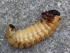 カブトムシの幼虫が黒くって乾燥しています これって死んでいるので Yahoo 知恵袋