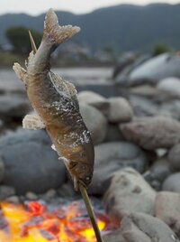 鮎の塩焼きは なぜ串に刺して焼くのですか 一般的に 川魚 のほうが Yahoo 知恵袋