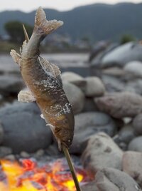 鮎の塩焼きは なぜ串に刺して焼くのですか 一般的に 川魚 のほうが Yahoo 知恵袋