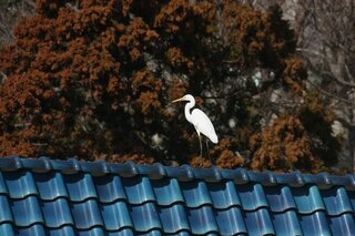 夜中に グエー と鳴く鳥はいますか ここ数日 夜中にベランダの方から グ Yahoo 知恵袋