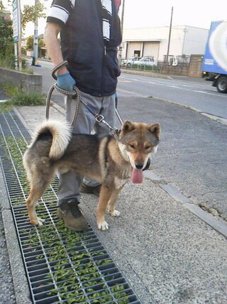 土佐犬と土佐闘犬の違い 土佐犬に噛まれたとかいう事件でサンプルの写真 Yahoo 知恵袋