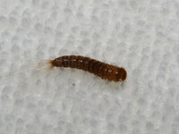 黒い幼虫について 少し前から家の中に小さい幼虫が発生してます 自分で色 Yahoo 知恵袋