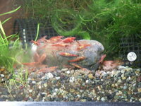 ヤマトヌマエビやミナミヌマエビが絶対に食べる餌はありますか ヤマトヌマ Yahoo 知恵袋