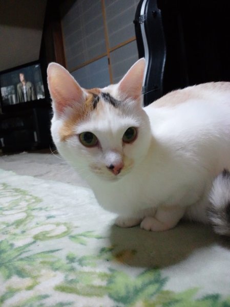 猫を数字で表すとどうなりますか にゃおだと280かな 笑回答お願いします Yahoo 知恵袋
